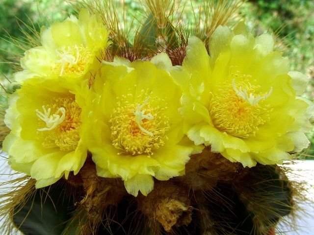 Notocactus magnificus 26